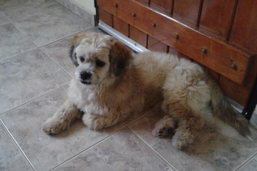 Jacky descansando y con el pelo corto